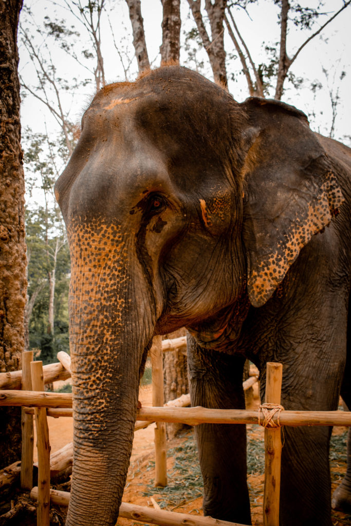 elephants phuket, thailand
