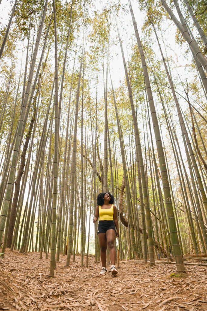 East Palisades Trail Bamboo Forest